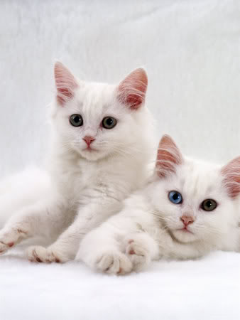 Anak Kucing Anggora « Sinovel's Blog